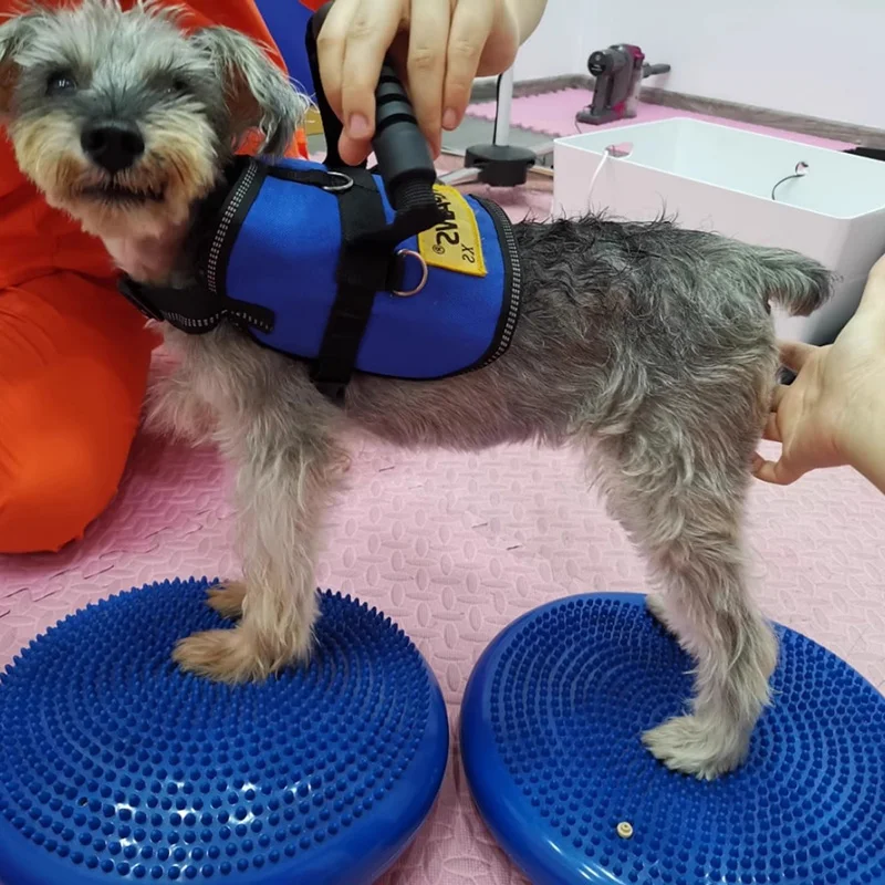 Jouet d'entraînement des organ - Flying Disc Dog Training Toy avis et prix